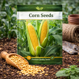 Corn Seeds