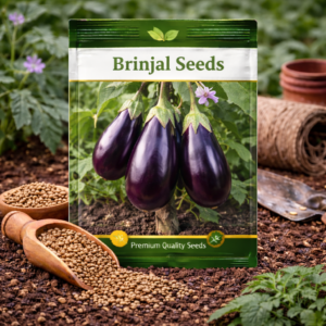 Brinjal Seeds